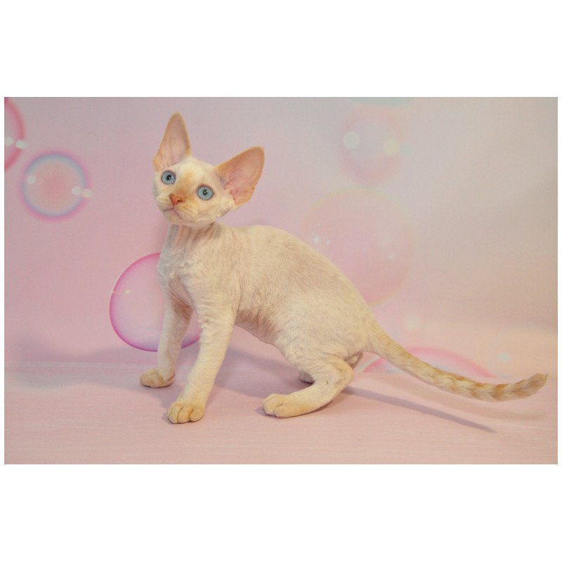 Devon Rex NOV Ace