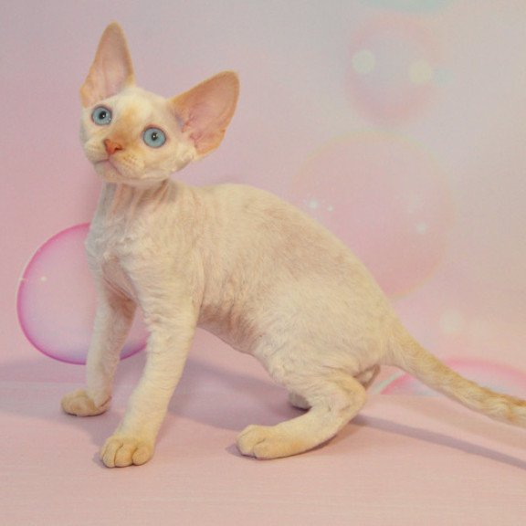 Devon Rex NOV Ace