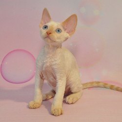 Devon Rex NOV Ace
