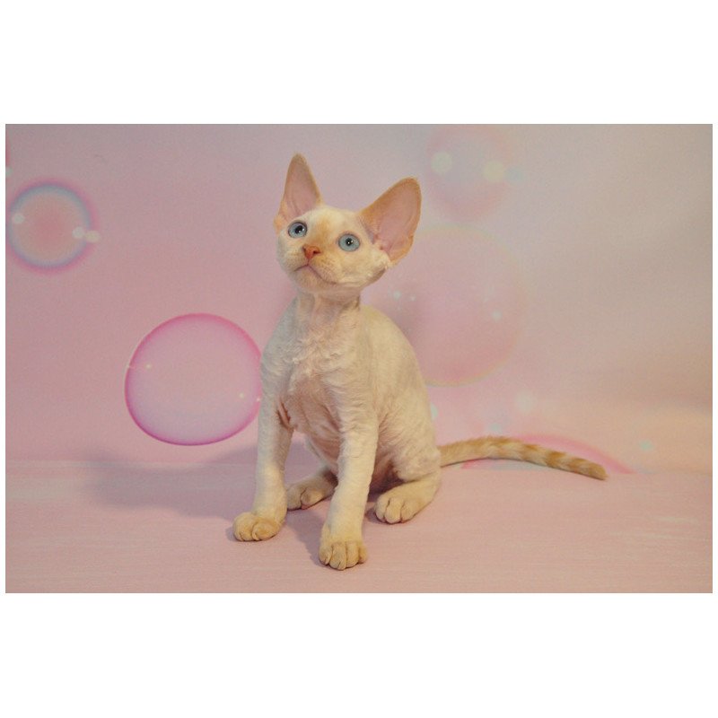 Devon Rex NOV Ace