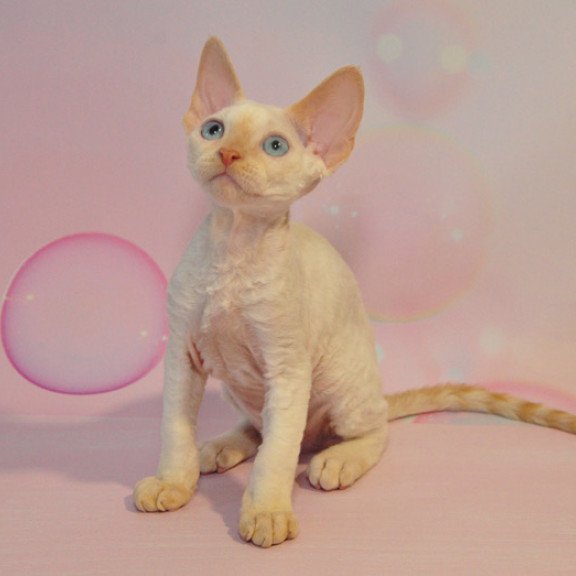 Devon Rex NOV Ace
