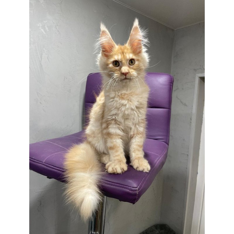 Maine Coon NOV Nicholas