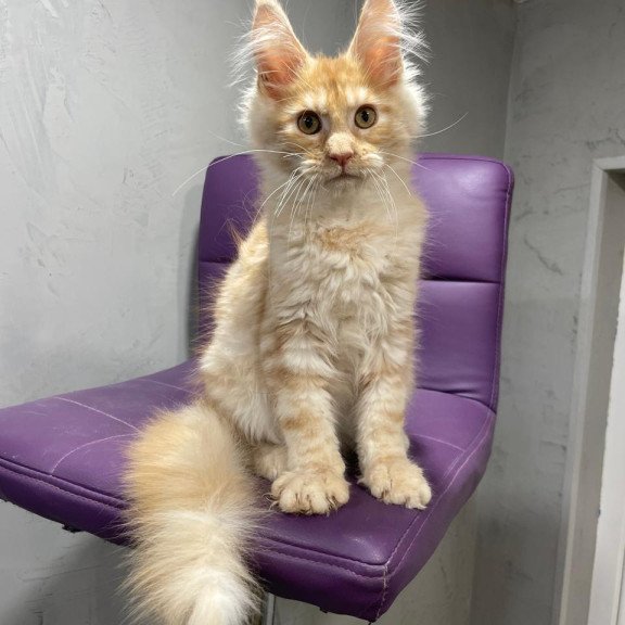 Maine Coon NOV Nicholas
