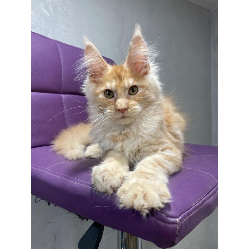 Maine Coon NOV Nicholas