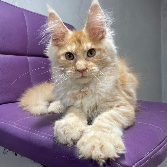 Maine Coon NOV Nicholas