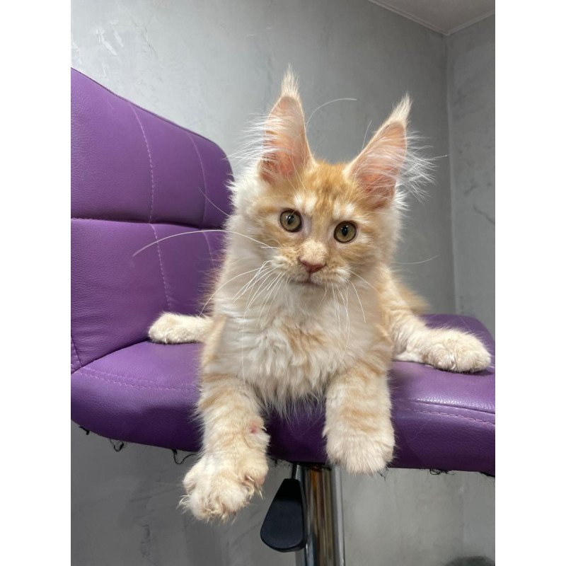 Maine Coon NOV Nicholas