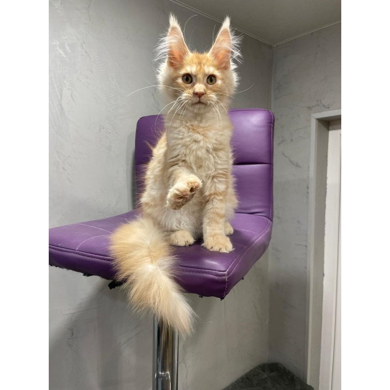 Maine Coon NOV Nicholas