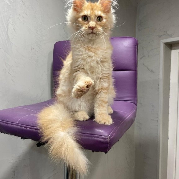 Maine Coon NOV Nicholas