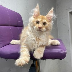 Maine Coon NOV Nicholas