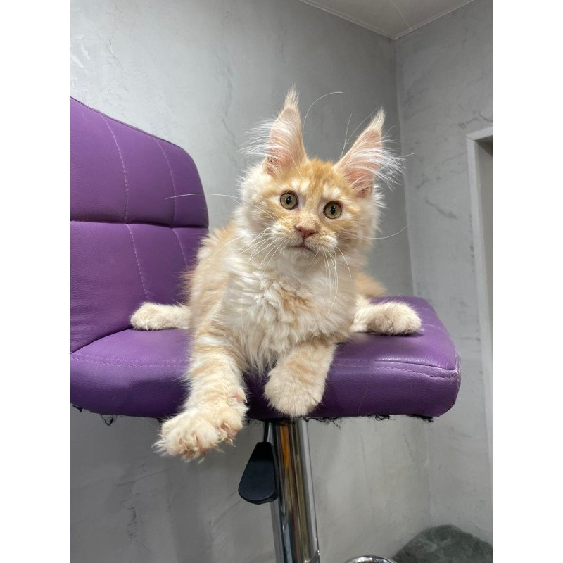 Maine Coon NOV Nicholas