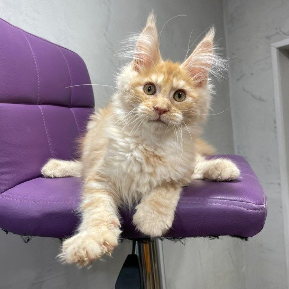 Maine Coon NOV Nicholas