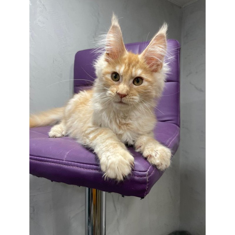 Maine Coon NOV Nicholas