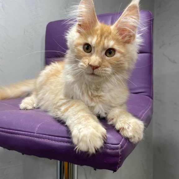 Maine Coon NOV Nicholas