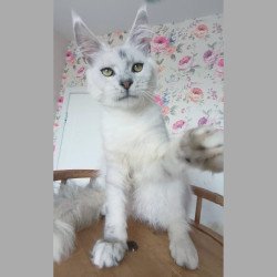 Maine Coon NOV Orfey