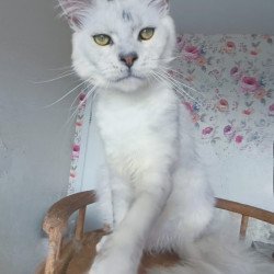 Maine Coon NOV Orfey