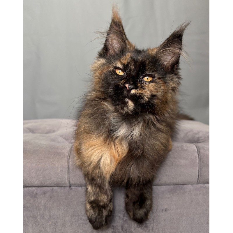 Maine Coon NOV Infinity