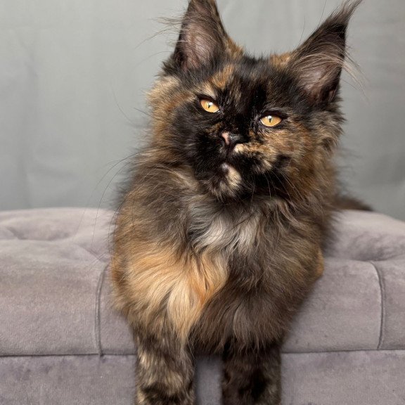 Maine Coon NOV Infinity