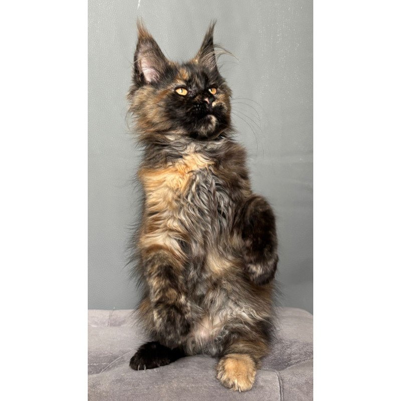 Maine Coon NOV Infinity