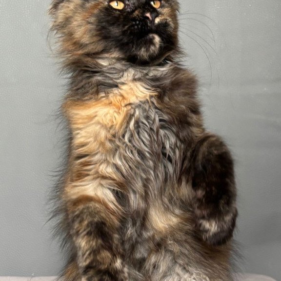 Maine Coon NOV Infinity