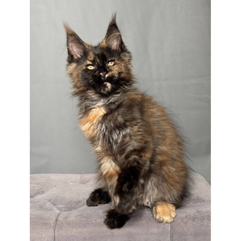Maine Coon NOV Infinity
