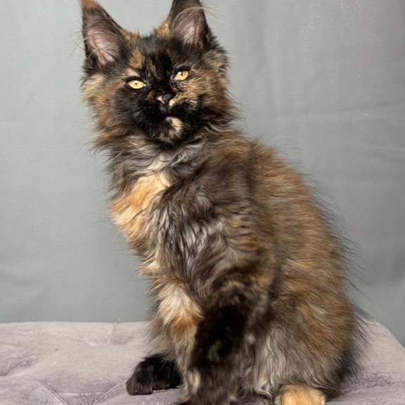 Maine Coon NOV Infinity