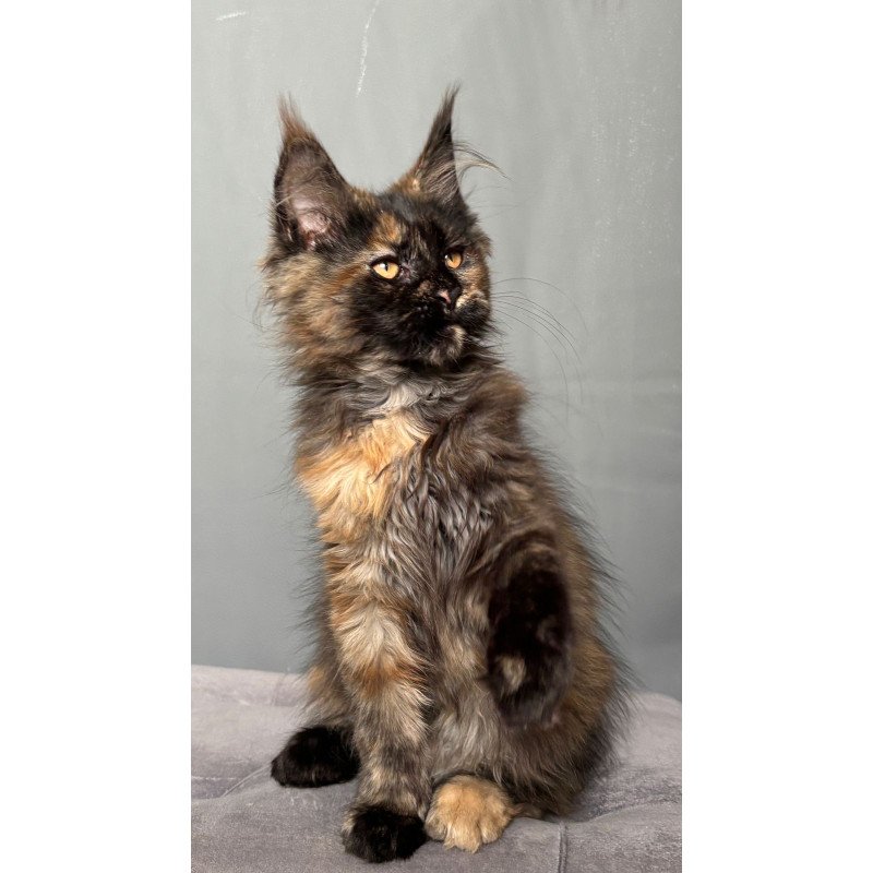 Maine Coon NOV Infinity