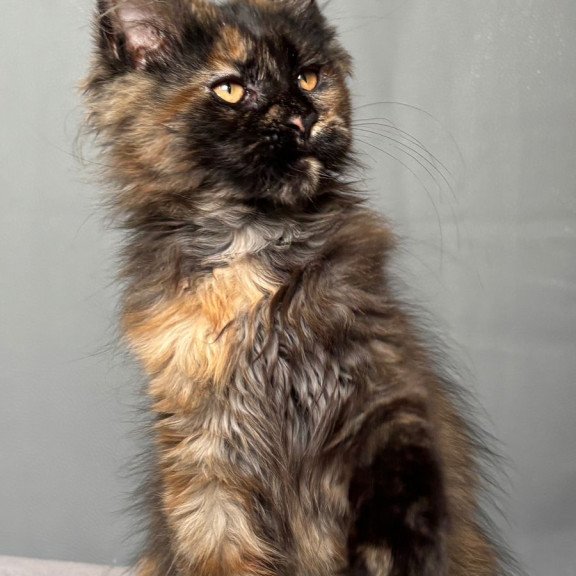 Maine Coon NOV Infinity