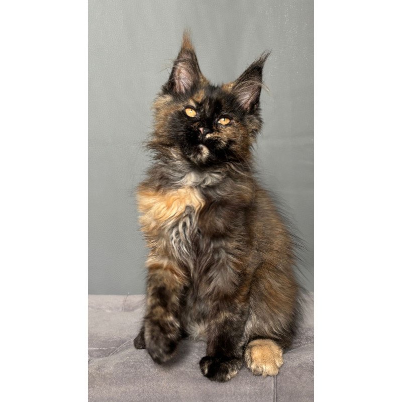Maine Coon NOV Infinity
