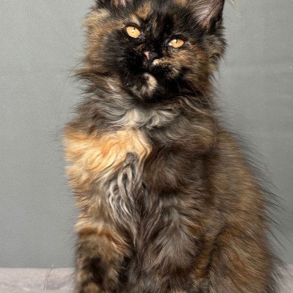 Maine Coon NOV Infinity