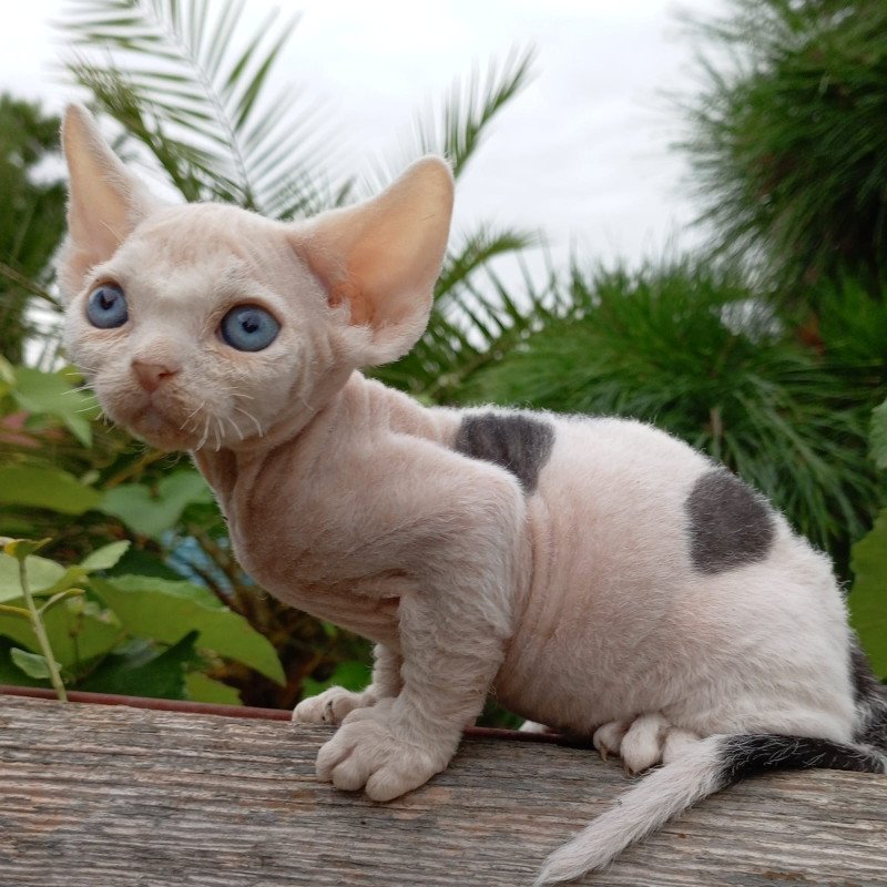 Devon Rex NOV Piero