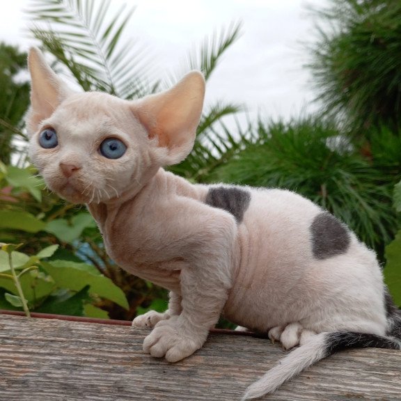 Devon Rex NOV Piero