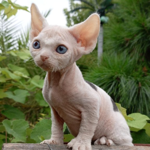 Devon Rex NOV Piero