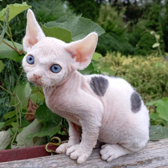 Devon Rex NOV Piero