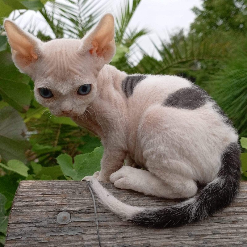 Devon Rex NOV Piero