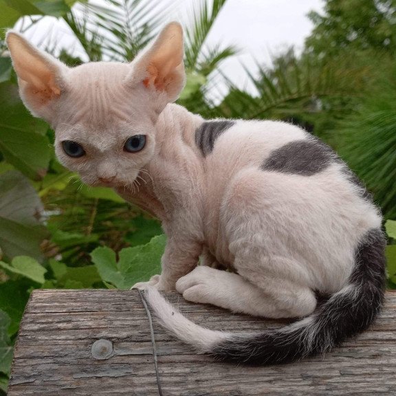 Devon Rex NOV Piero