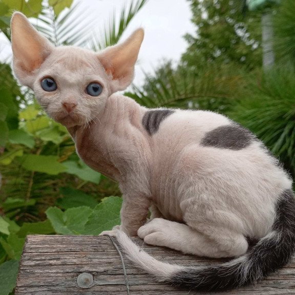 Devon Rex NOV Piero