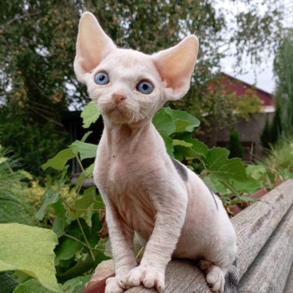 Devon Rex NOV Piero