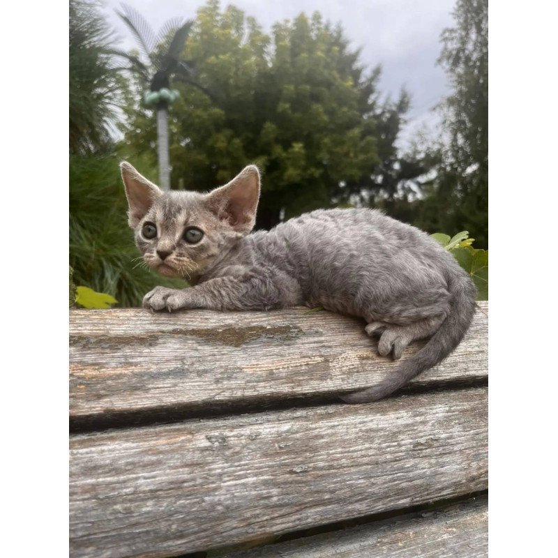 Devon Rex NOV Stiksi