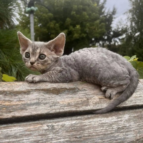 Devon Rex NOV Stiksi