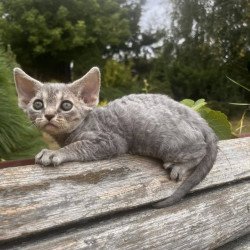 Devon Rex NOV Stiksi