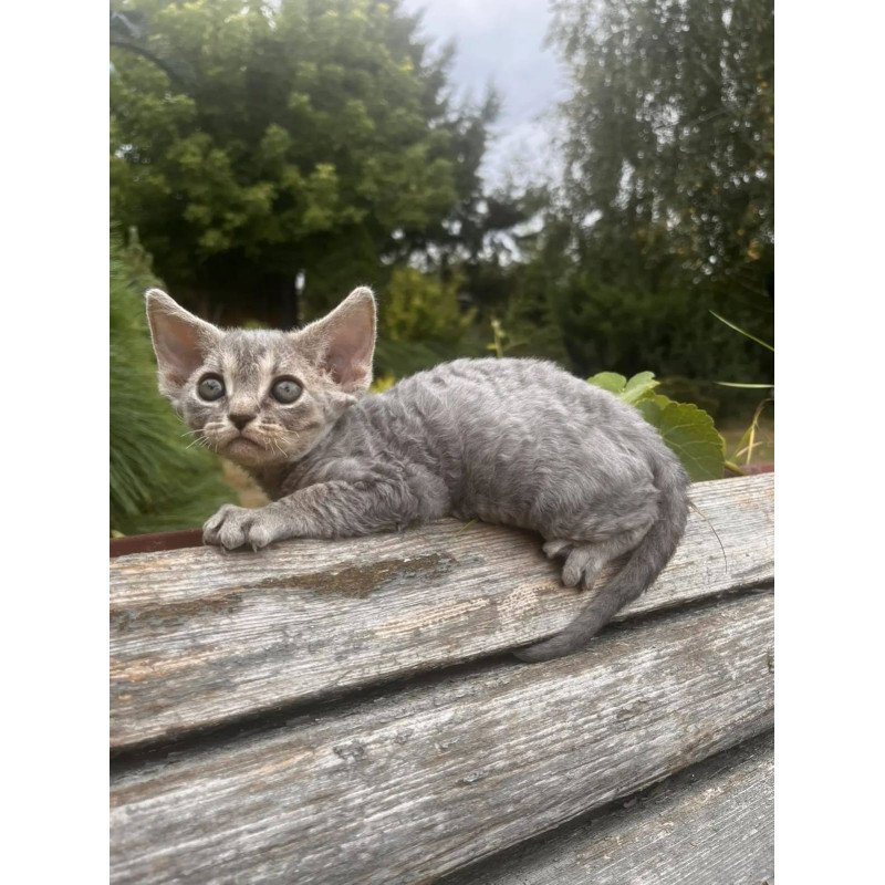 Devon Rex NOV Stiksi