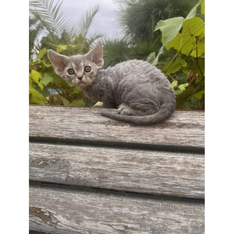 Devon Rex NOV Stiksi