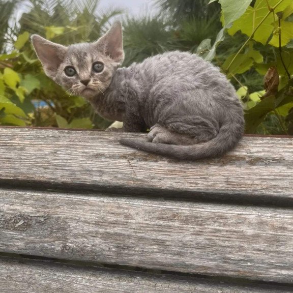 Devon Rex NOV Stiksi