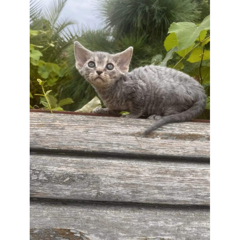 Devon Rex NOV Stiksi