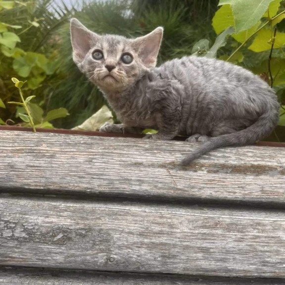Devon Rex NOV Stiksi
