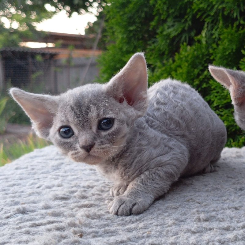 Devon Rex NOV Stiksi