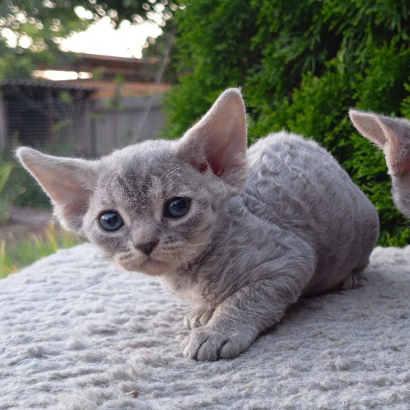 Devon Rex NOV Stiksi