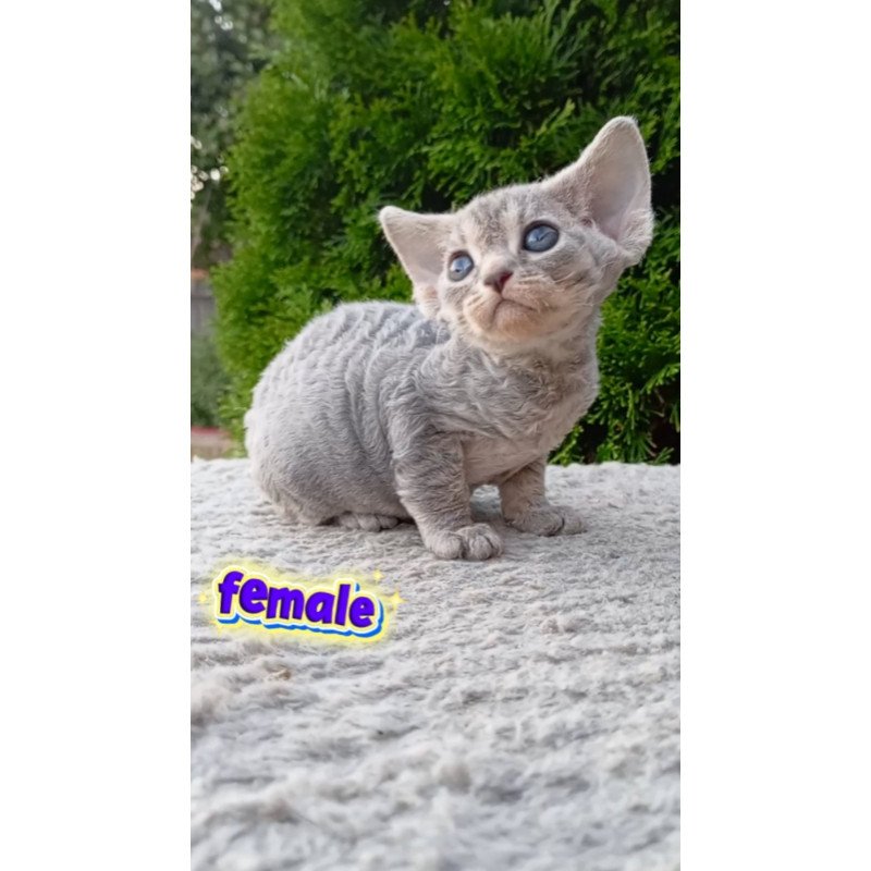 Devon Rex NOV Stiksi