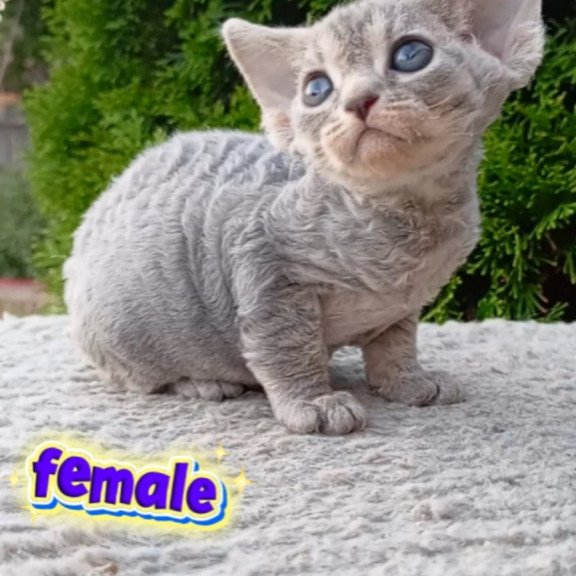 Devon Rex NOV Stiksi