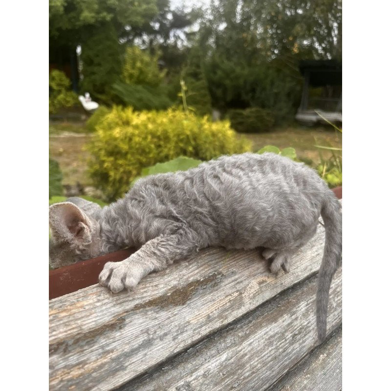 Devon Rex NOV Stiksi